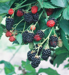 Natchez Blackberry ~ Rubus fruticosus 'Natchez' 19CM