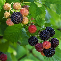 Jewel Summer Bearing Raspberry ~ Rubus occidentalis 'Jewel' 19CM