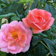 Peachy Knock Out® Rose ~ Rosa ‘Radgor’ G1