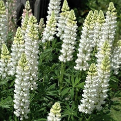 Noble Maiden Lupine ~ Lupinos polyphyllus 'Noble Maiden' 17CM  17CM PTW