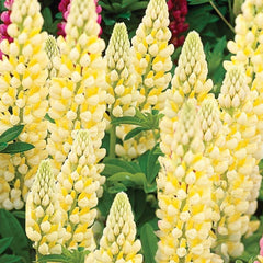 Chandelier Lupine ~ Lupinus polyphyllus 'Chandelier' 17CM