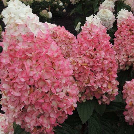 WorryFree® Ruby Snow Panicle Hydrangea ~ Hydrangea paniculata ‘Bokorubs’ G3