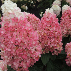 WorryFree® Ruby Snow Panicle Hydrangea ~ Hydrangea paniculata ‘Bokorubs’ G3