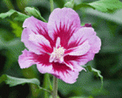 Purple Pillar® Rose of Sharon ~ Hibiscus syriacus 'Gandini Santiago'  G3