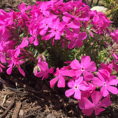 Drummonds Pink Spring Phlox ~ Phlox subulata 19CM