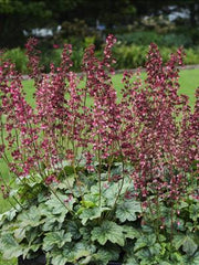 Berry Timeliness Coral Bells ~ Heuchera x 'Berry Timeless' 19CM