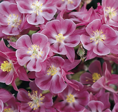 Winky Rose and Rose Columbine ~ Aquilegia x 'Winky Rose-Rose' 19CM
