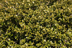 Winterscape Chilly Willy™ Japanese Holly ~ Ilex crenata 'Chilly Willy' G3