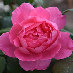 True Bloom™ True Inspiration Hybrid Tea Rose ~ Rosa ‘LIMformosa’ G2