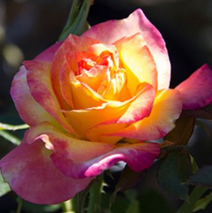 True Bloom™ True Sincerity Rose ~ Rosa ‘Flamingo’ G2
