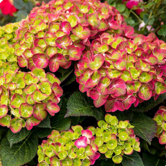 Tilt-A-Swirl® Bigleaf Hydrangea ~ Hydrangea macrophylla ‘QUFU‘ G2
