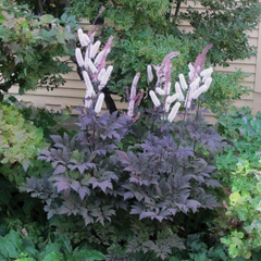 Hillside Black Beauty Black Snakeroot ~ Cimicifuga ramosa 'Hillside Black Beauty' 19CM