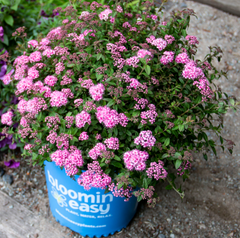 Poprocks® Petite Spirea ~ Spiraea japonica ‘Odessa‘ G2