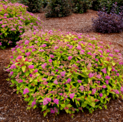 Rainbow Fizz™ Spirea ~ Spiraea japonica ‘Matgold‘ G2