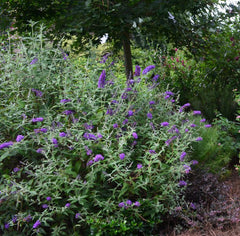 Groovy Grape™ Butterfly Bush ~ Buddleia davidii 'PIIBD-I' G2