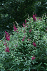 Funky Fuchsia™ Butterfly Bush ~ Buddleia davidii 'PIIBD-II' G2