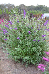 Psychedelic Sky™ Butterfly Bush ~ Buddleia davidii 'PIIBD-III' G2