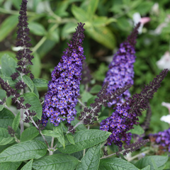 Pugster Blue® Butterfly Bush ~ Buddleia davidii 'SMNBDBT' G2