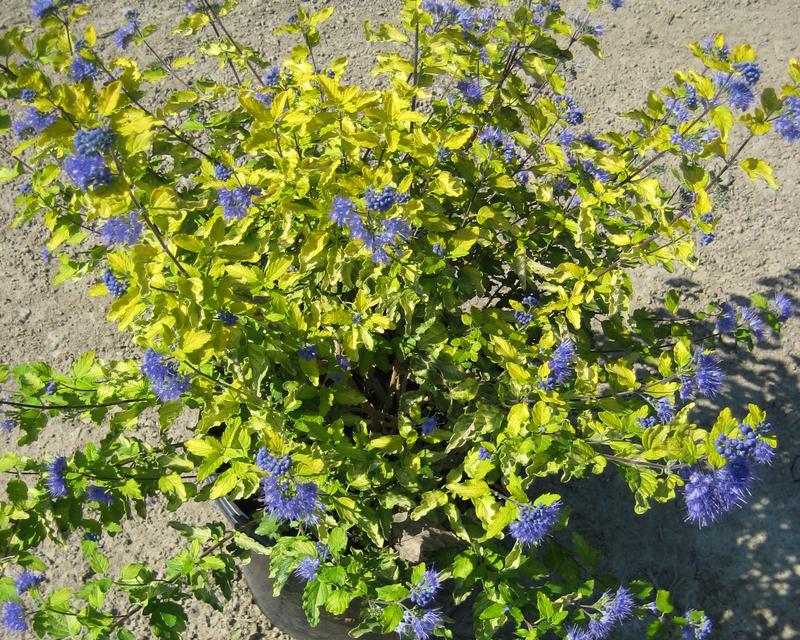 Sunshine Blue® II Bluebeard ~ Caryopteris incana  'SMNCVH' G2