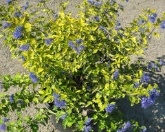 Sunshine Blue® II Bluebeard ~ Caryopteris incana  'SMNCVH' G2