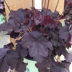 Northern Exposure™ Black Coral Bells ~ Heuchera x 'TNHEUNEB' G1