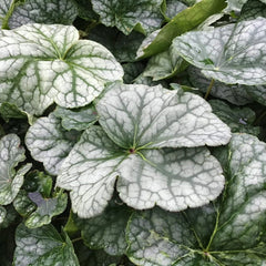 Longflower Coral Bells ~ Heuchera longiflora 19CM