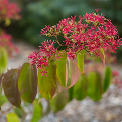 Tianshan® Seven-son Flower ~ Heptacodium miconioides 'Minhep' G3
