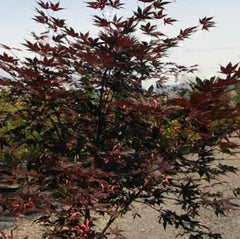 Samurai Sword™ Japanese Maple ~ Acer palmatum ''Samarzam'' G3 PW