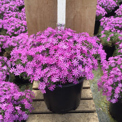 Bedazzled Pink Spring Phlox ~ Phlox subulata 19CM