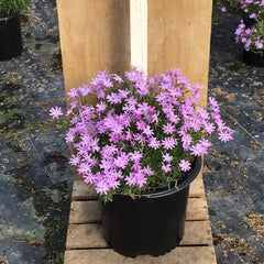Bedazzled Lavender Spring Phlox ~ Phlox subulata 19CM