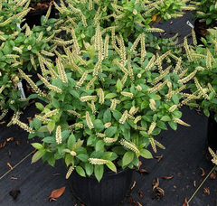 Fizzy Mizzy® Sweetspire ~ Itea virginica 'SMNIVMM' G3