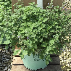 SylvesterBlue™ Catmint ~ Nepeta x faassenii G1