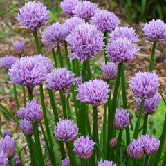 Chivette Chives ~ Allium 'Chivette' 19CM