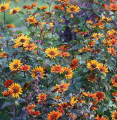Burning Hearts False Sunflower ~ Heliopsis helianthoides var. scabra 'Burning Hearts' G1