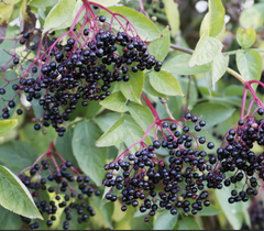 Adams Elderberry Bush ~ Sambucus canadensis 'Adams' G3