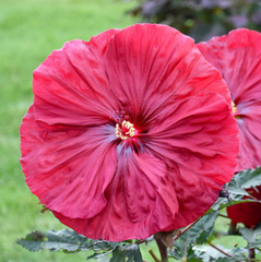 Blackberry Merlot Rose Mallow ~ Hibiscus x Blackberry Merlot' G2