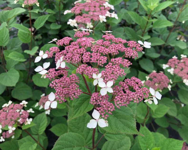 Invincibelle Lace® Smooth Hydrangea ~ Hydrangea arborescens subsp. radiata 'SMNHRLL' G3