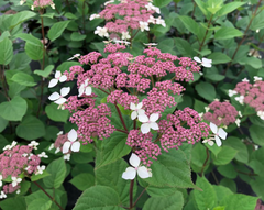 Invincibelle Lace® Smooth Hydrangea ~ Hydrangea arborescens subsp. radiata 'SMNHRLL' G3