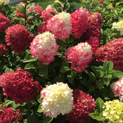 Little Lime Punch® Panicle Hydrangea ~ Hydrangea paniculata 'SMNHPH' G3
