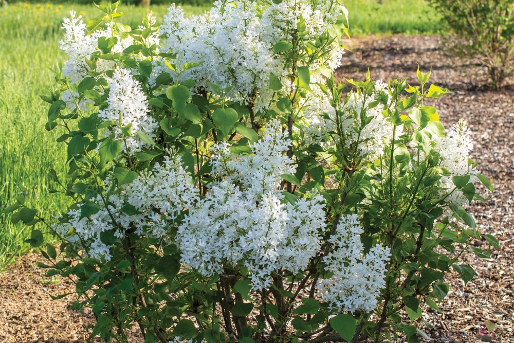 New Age™ White Lilac ~ Syringa vulgaris 'G13103' G3
