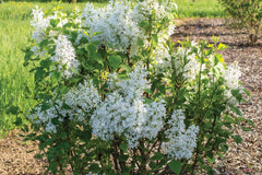 New Age™ White Lilac ~ Syringa vulgaris 'G13103' G3