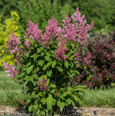 Little Lady™ Lilac ~ Syringa x 'Jeflady' G3