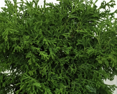 Torulosa Hinoki Falsecypress ~ Chamaecyparis obtusa 'Torulosa' G3