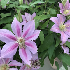 Volunteer™ Clematis ~ Clematis ‘Evipo080’ 19CM