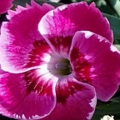 Everbloom™ Strawberry Tart Pinks ~ Dianthus x 'G18144' 19CM