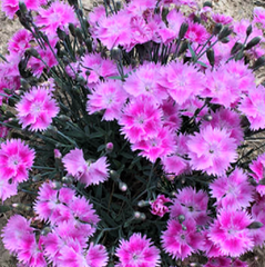 Everbloom™ Watermelon Ice Pinks ~ Dianthus x 'G18139' 19CM