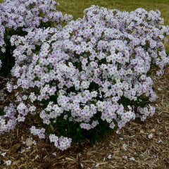 Opening Act Pink A Dot Phlox ~ Phlox x G1