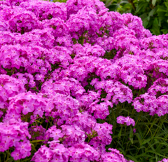 Opening Act Ultrapink Phlox ~ Phlox x G1