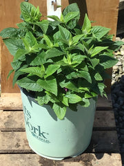 Pocahontas™ Pink Bee Balm ~ Monarda didyma 19CM