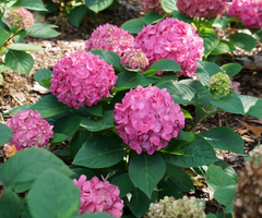 Let's Dance ¡Arriba!® Reblooming Hydrangea ~ Hydrangea x 'SMNHSC' G3